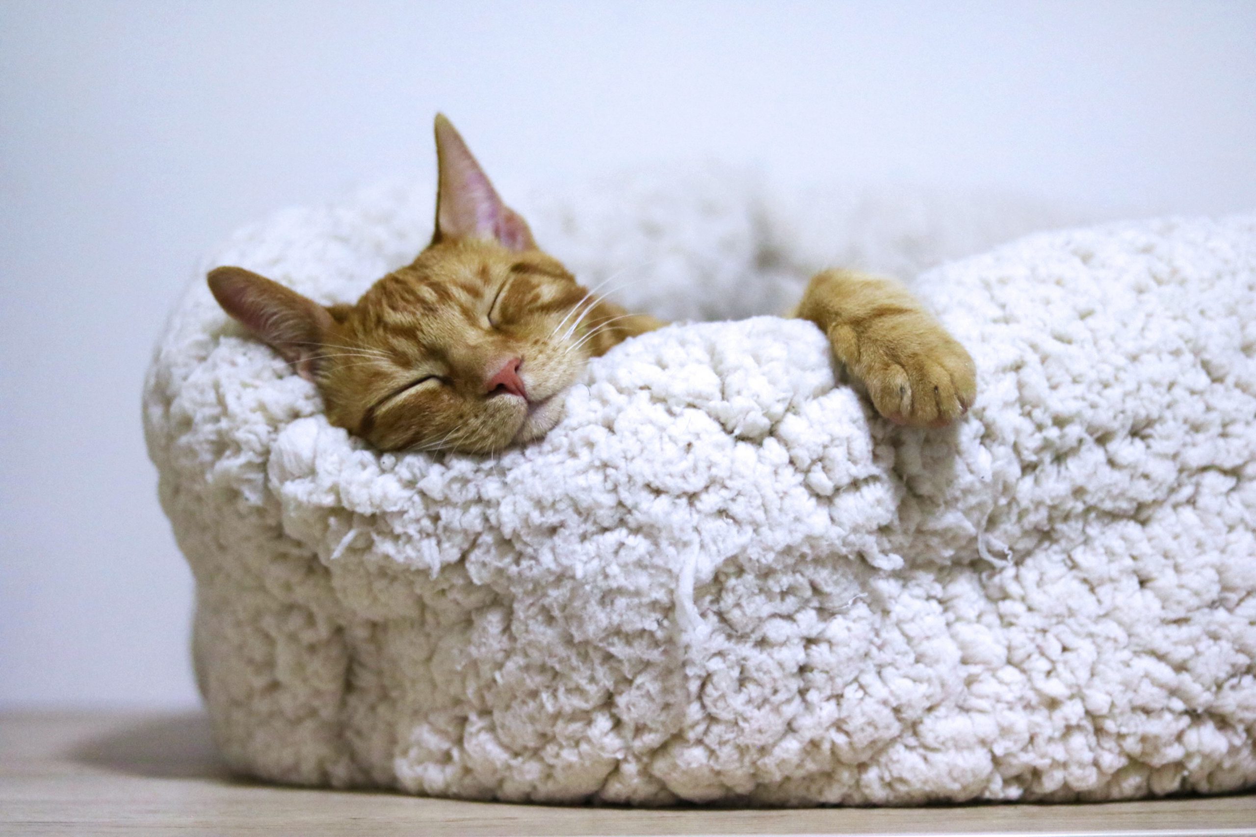 Zonder stress naar de dierenarts: 7 tips