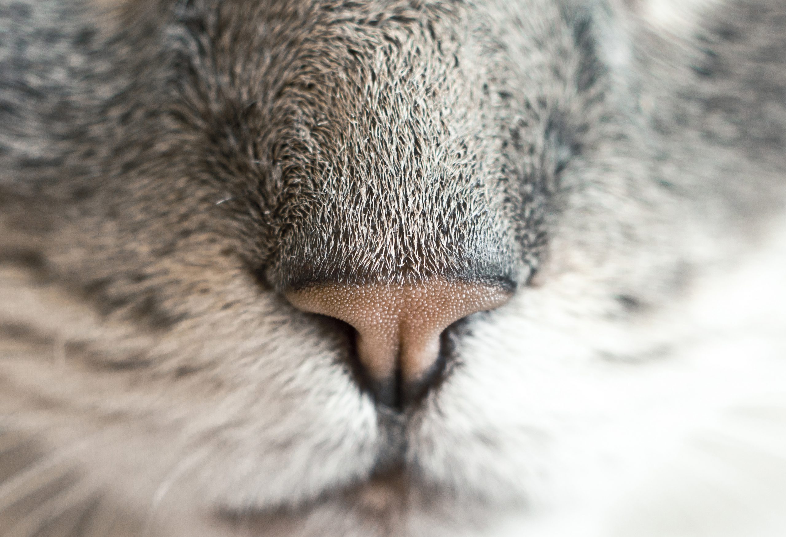 Echo bij dieren