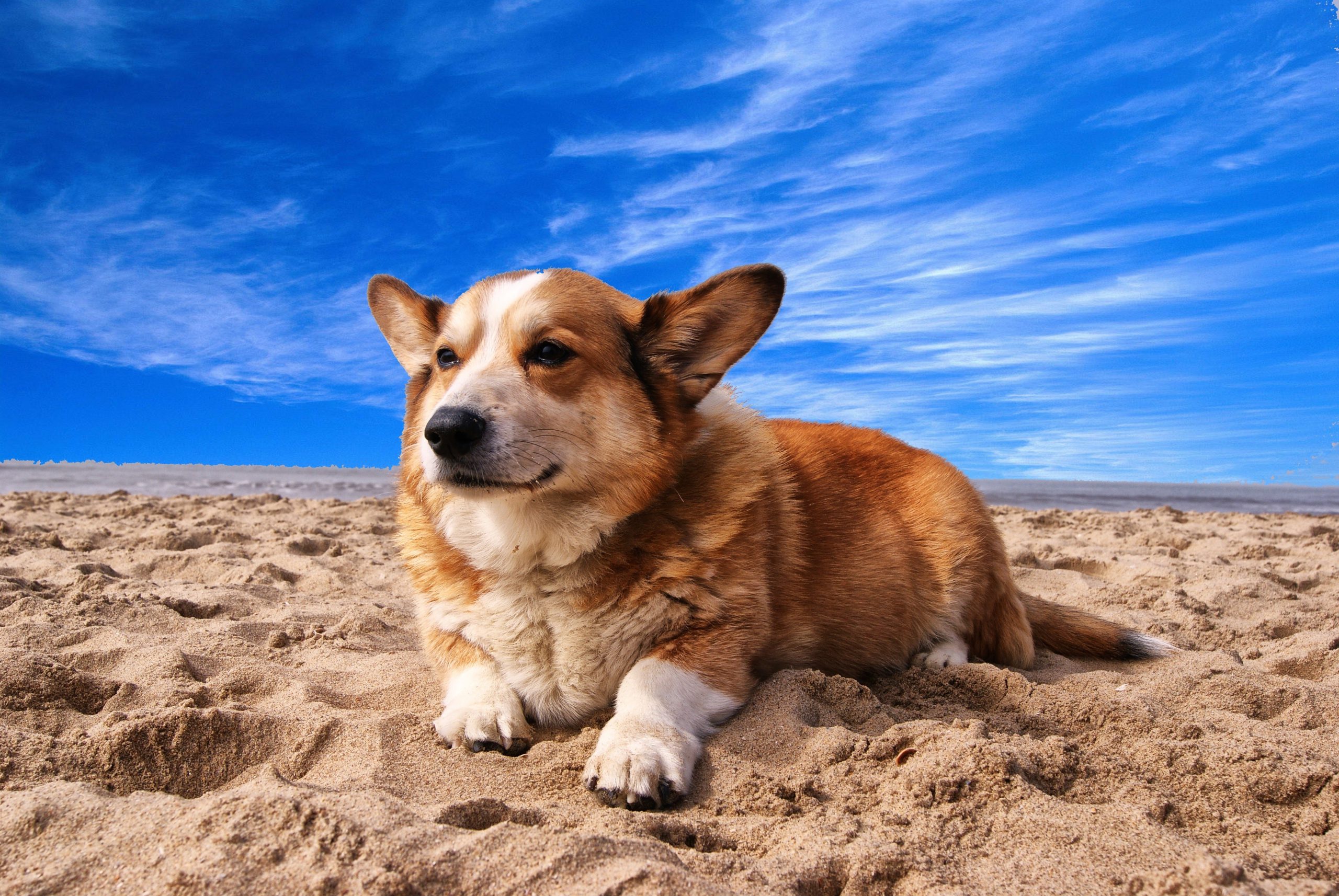 Blog-Beeld-Corgi-Vakantie