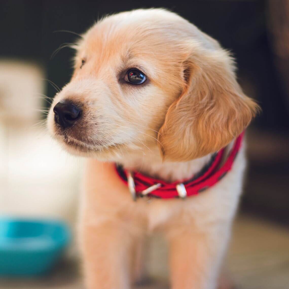 Pup waar op letten? - Dierenartspraktijk Bezuidenhout