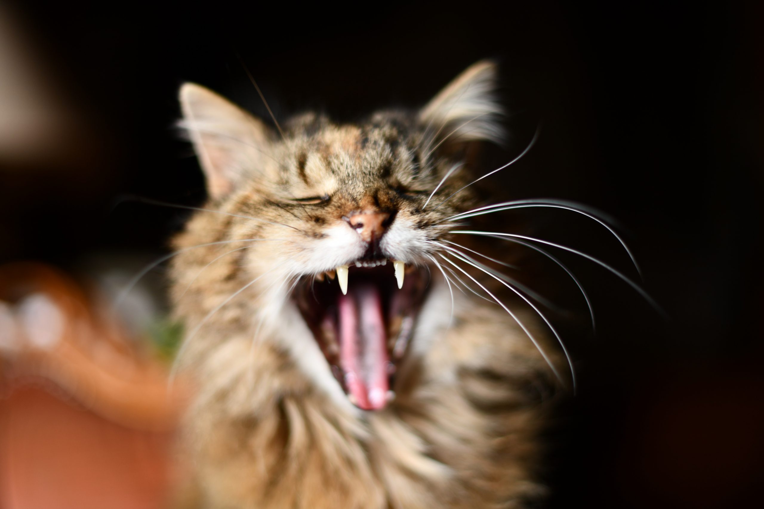 Gebit schoonmaken hond en kat