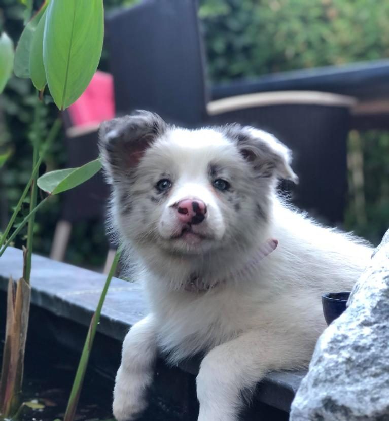 Nieuwe pup dierenarts Vandenbergh
