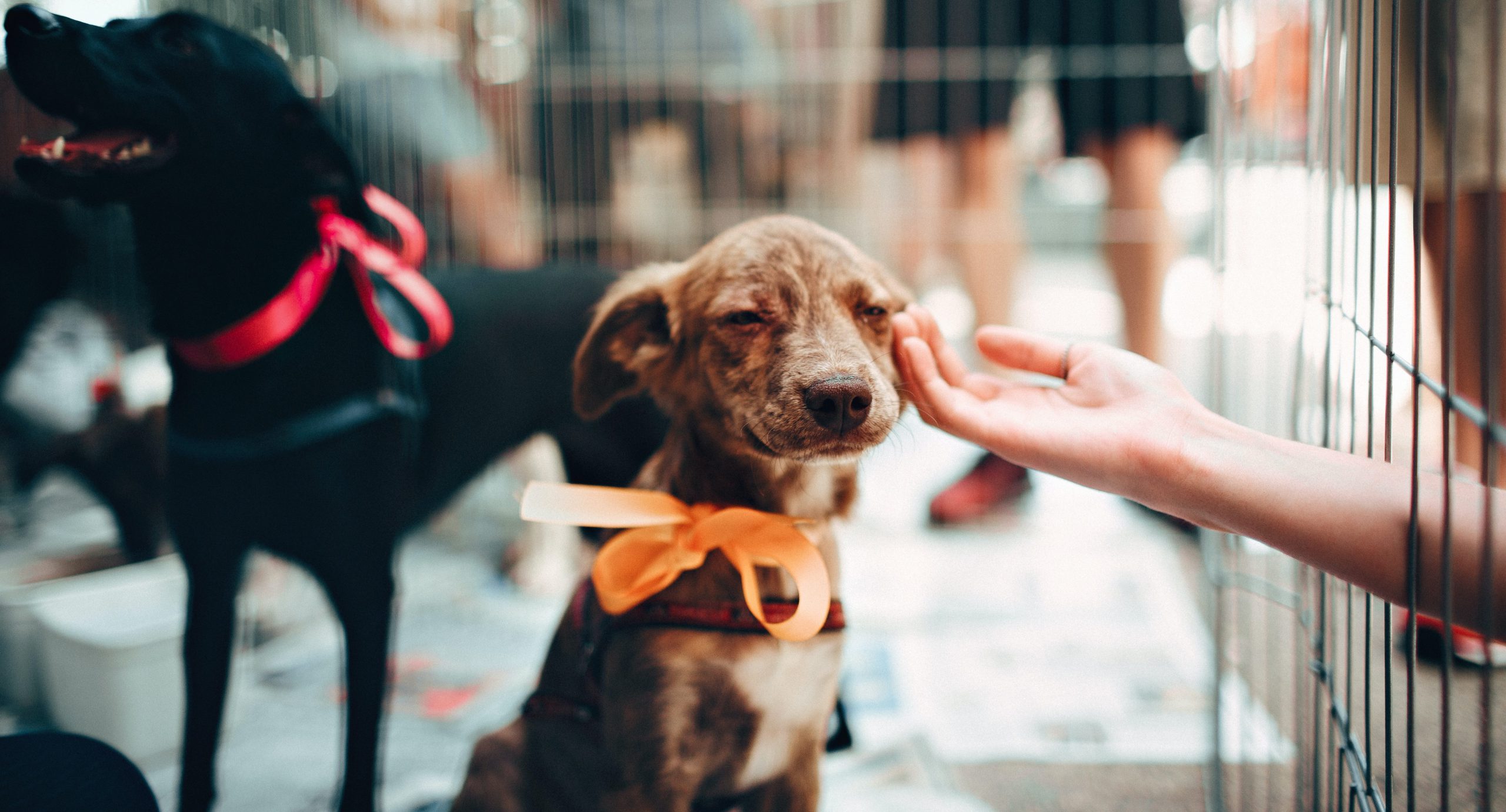 Honden uit het buitenland en tropische ziektes