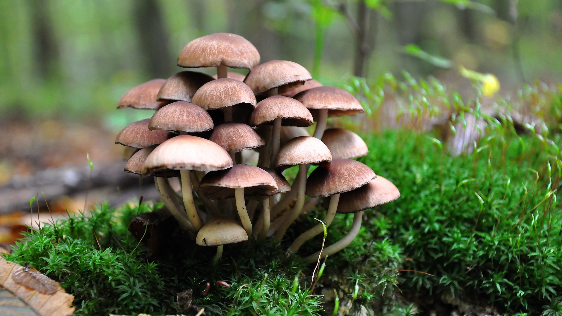 Blog-Beeld-Paddenstoelen-Giftig-Hond