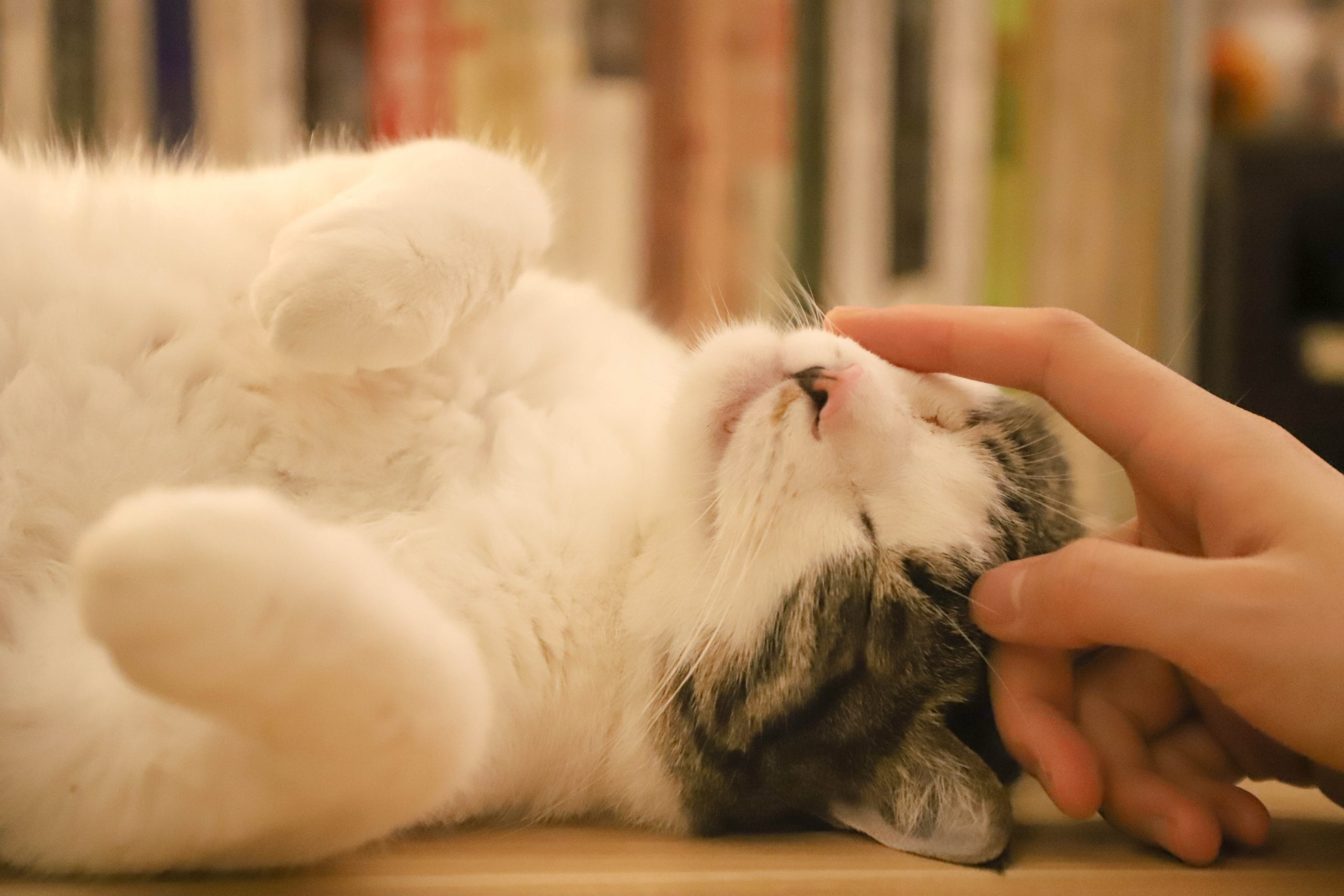 Ontwormen van de kat: belangrijk voor het gezin