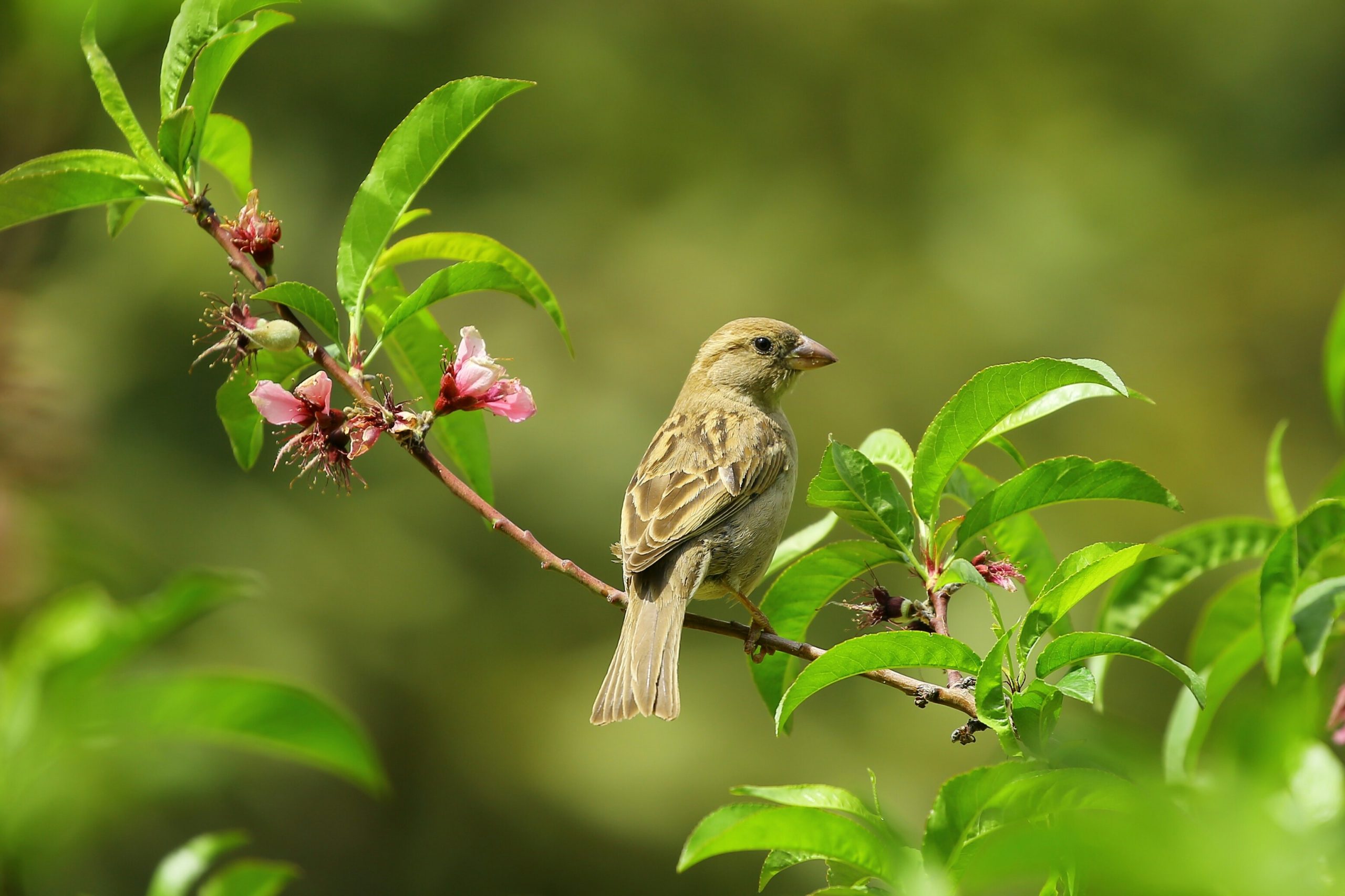 Blog-Beeld-Jonge-Vogeltjes