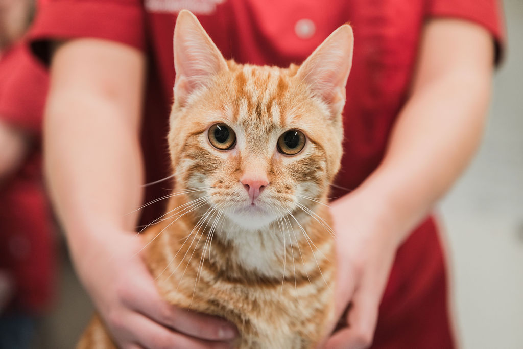 Dierenkliniek