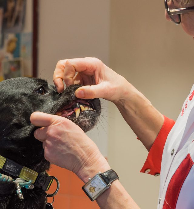 Controle gebit hond Controle gebit hond