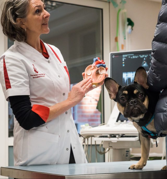 Uitleg echo hart hond Uitleg echo hart hond