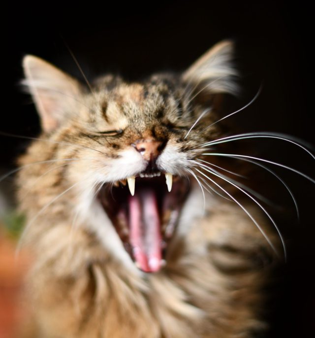 Gebit kat Gebit kat